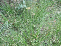 Carex divulsa divulsa