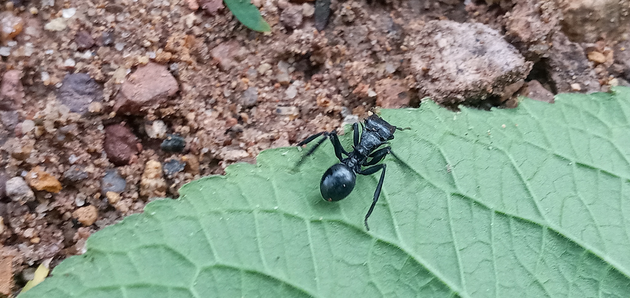 Cephalotes atratus