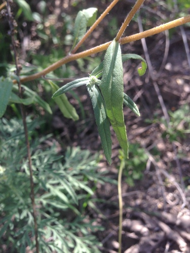 Image of Aldama phenax by (c) Oscar C. González Martínez, some rights reserved (CC BY-SA)