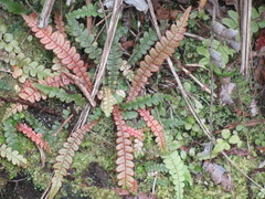 Blechnum × aggregatum
