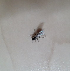 Formicidae
