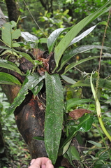 Anthurium michelii