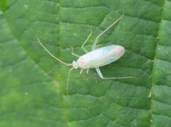 Orthotylinae