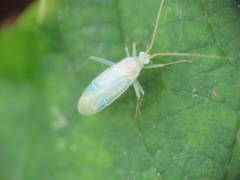 Orthotylinae