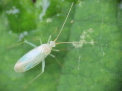 Orthotylinae