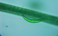 Closterium moniliferum