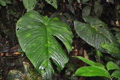 Anthurium cuspidatum