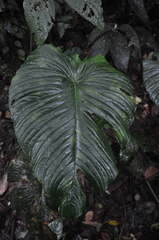 Anthurium cuspidatum
