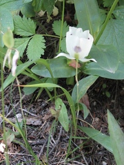 Calochortus eurycarpus