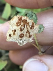 Trifolium cyathiferum