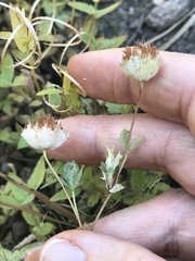 Trifolium cyathiferum