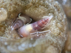 Melanella micans