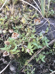 Trifolium cyathiferum