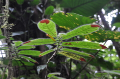 Columnea perpulchra