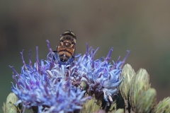 Eristalinus taeniops