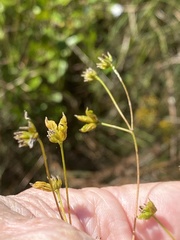 Thalictrum cooleyi