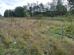 Symphyotrichum × versicolor