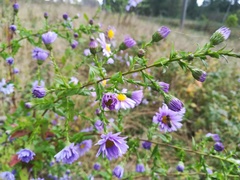 Symphyotrichum × versicolor