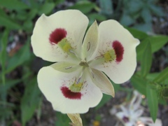 Calochortus eurycarpus