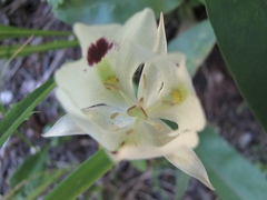 Calochortus eurycarpus