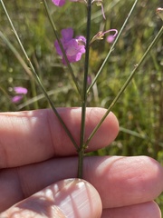 Agalinis aphylla