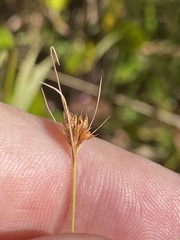 Rhynchospora chapmanii