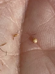 Rhynchospora chapmanii