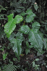 Anthurium panduriforme