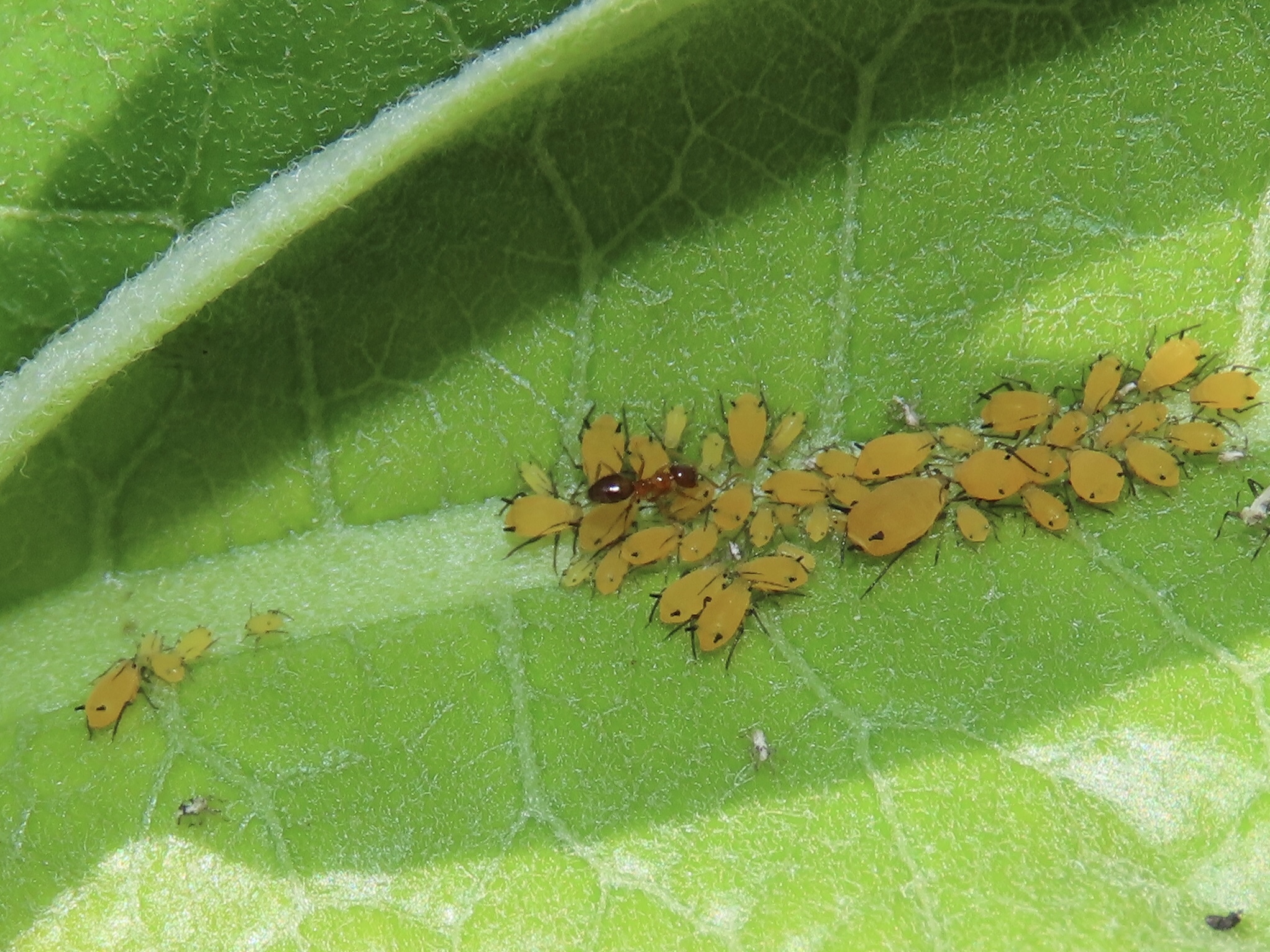 Nylanderia flavipes