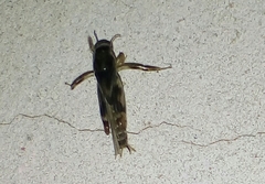 Neotridactylus