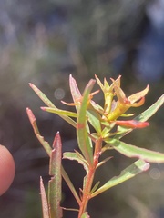 Ludwigia linifolia