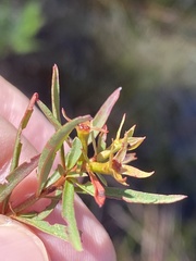 Ludwigia linifolia
