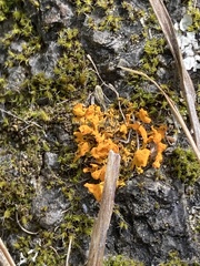 Teloschistes velifer