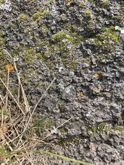 Teloschistes velifer