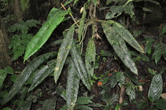 Anthurium hebetatum
