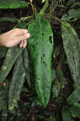 Anthurium hebetatum