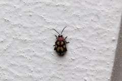 Omophoita simulans