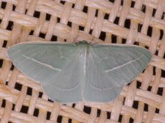 Chlorocoma stereota