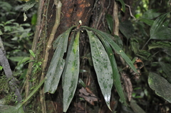 Peperomia pernambucensis