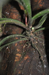 Peperomia pernambucensis