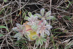Lupinus densiflorus densiflorus
