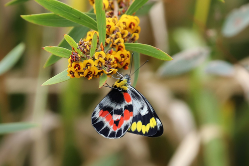 Delias harpalyce (Donovan, 1805)