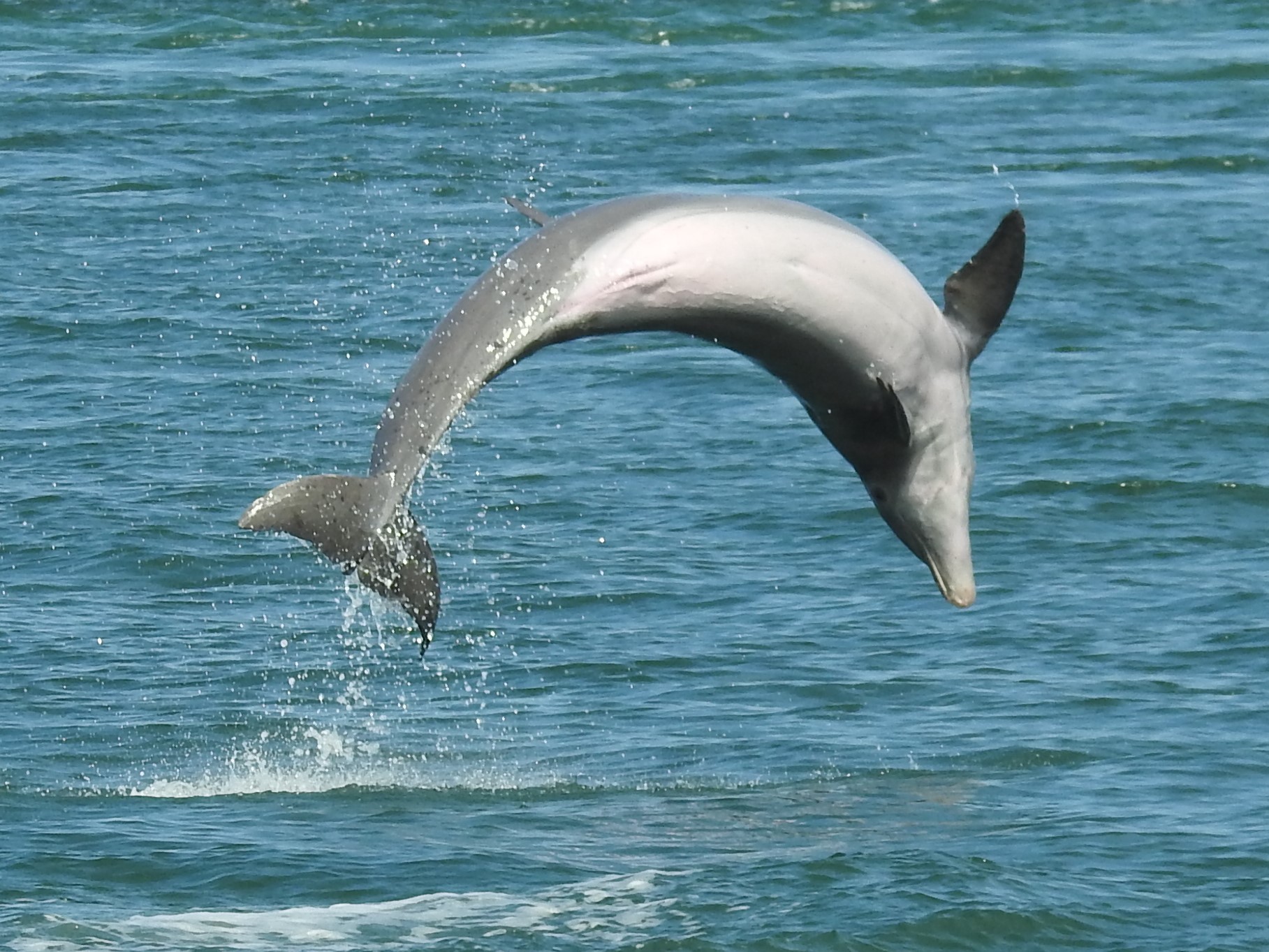 Bottlenose dolphin - Wikipedia