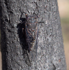 Atrapsalta encaustica