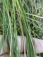 Sporobolus teretifolius