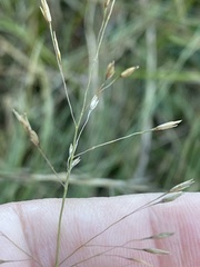 Sporobolus teretifolius