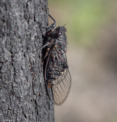 Atrapsalta encaustica