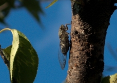 Cicadinae