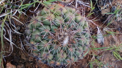 Coryphantha retusa