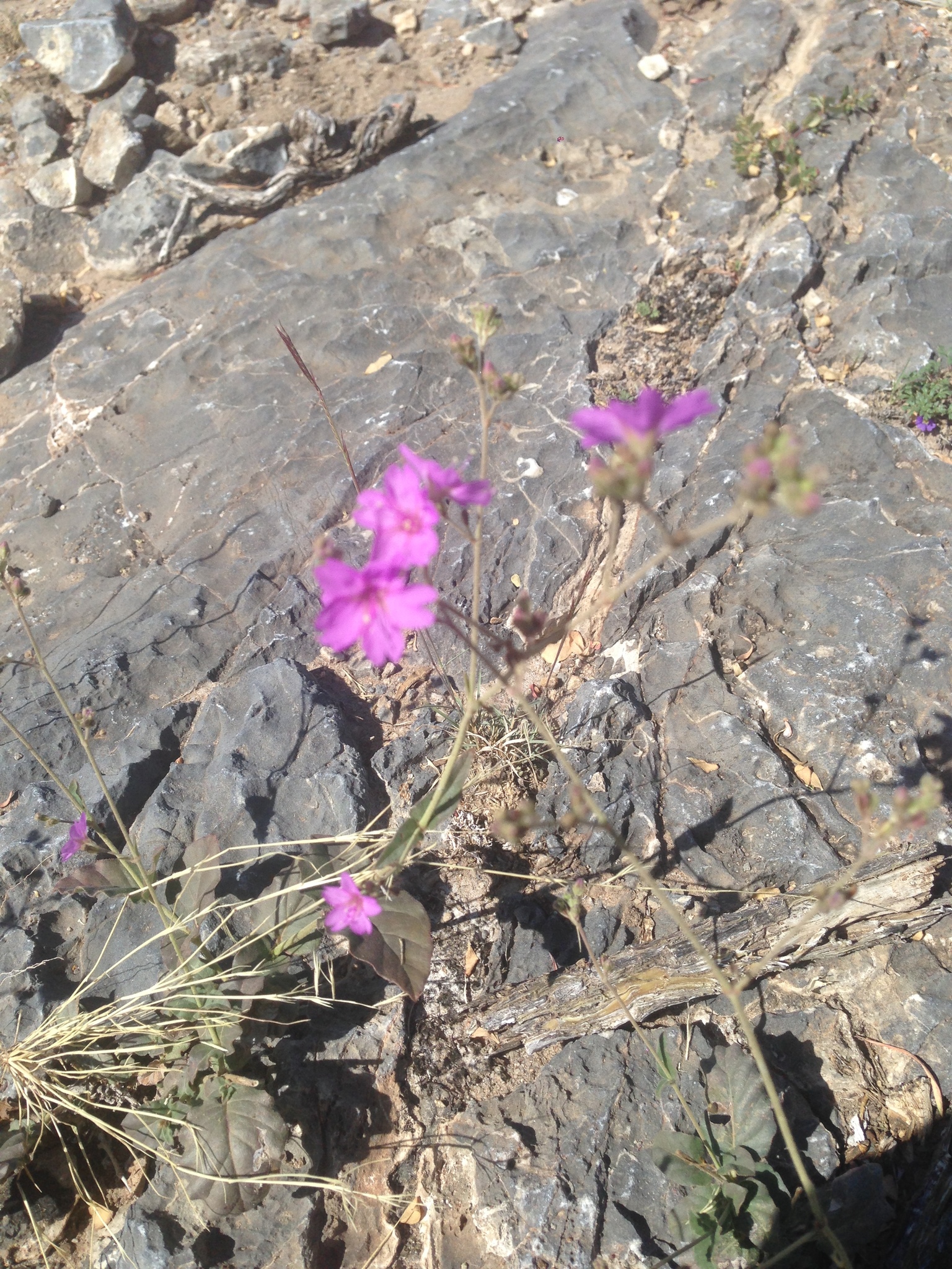 Mirabilis texensis